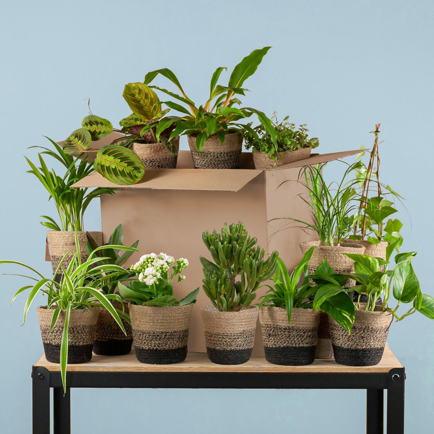 Groene Kneusjesbox (12 stuks) - incl. 12 x pot Lissabon zwart