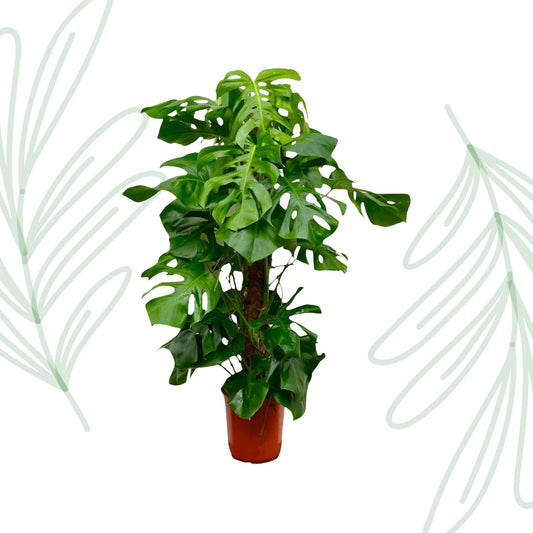 Monstera Deliciosa XXL - 150 cm 