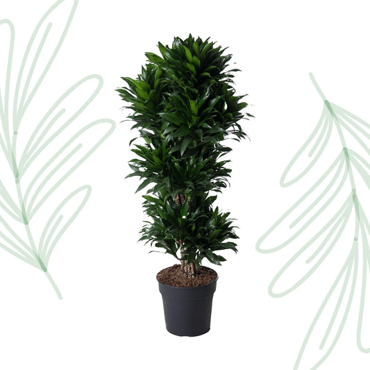 Dracaena Compacta vertakt - 140 cm - Forest Plants