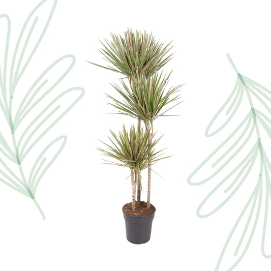 Dracaena Bicolor - 150 cm - Forest Plants