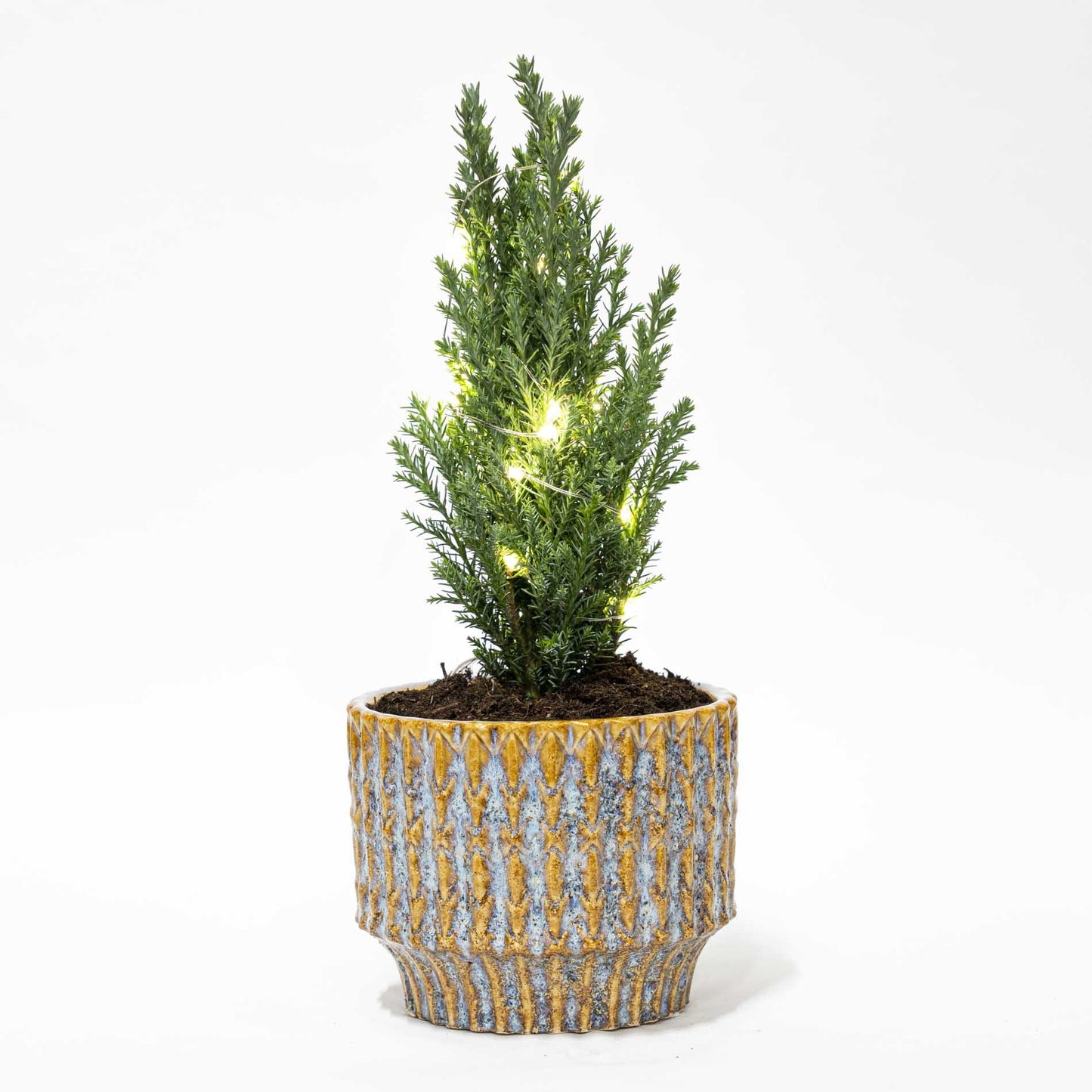 Kerstboom 'Ellwoodii' + Pot Echo + 20 LED-lichtjes - ↕ 25-30 cm