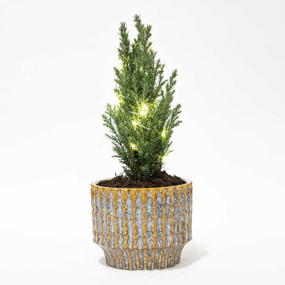 Kerstboom 'Ellwoodii' + Pot Echo + 20 LED-lichtjes - ↕ 25-30 cm