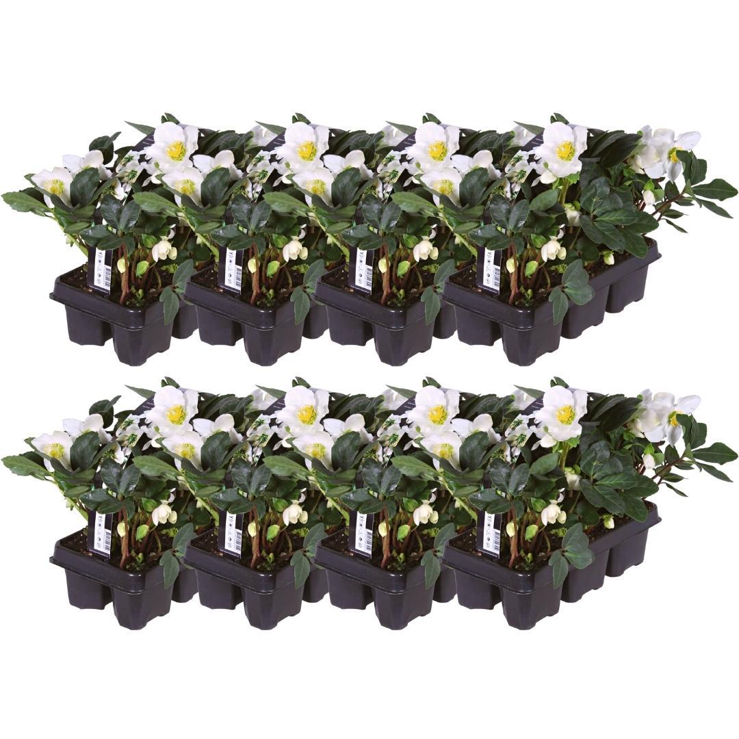 Set van 48 kerstroos planten - Helleborus niger 'Christmas Carol' - Ø 7 cm ↕ 20 cm