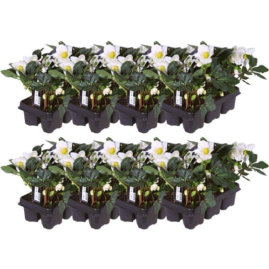 Set van 48 kerstroos planten - Helleborus niger 'Christmas Carol' - Ø 7 cm ↕ 20 cm