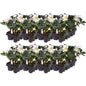 Set van 48 kerstroos planten - Helleborus niger 'Christmas Carol' - Ø 7 cm ↕ 20 cm