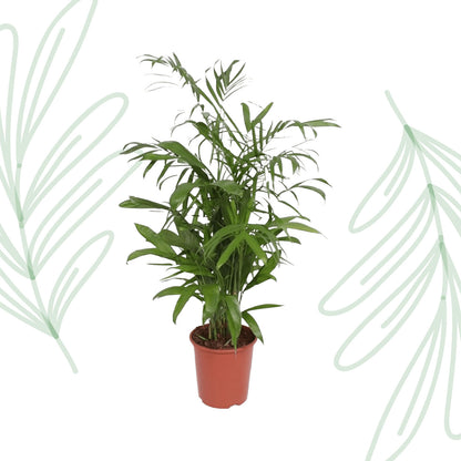 Chamaedorea Seifrizii - 140 cm - Forest Plants