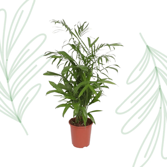 Chamaedorea Seifrizii - 140 cm - Forest Plants