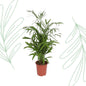 Chamaedorea Seifrizii - 140 cm - Forest Plants