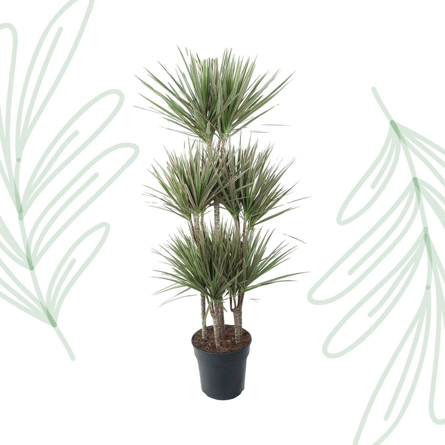 Dracaena Bicolor Carrousel - 150 cm - Forest Plants