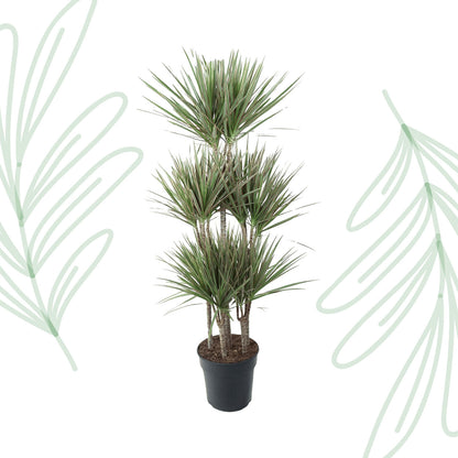 Dracaena Bicolor Carrousel - 150 cm - Forest Plants