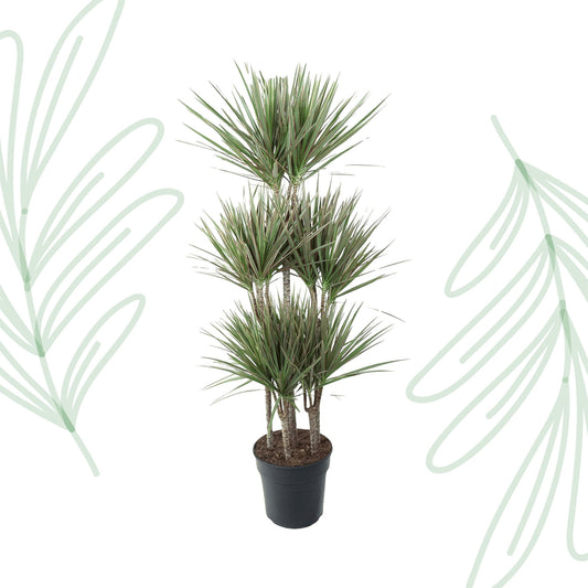 Dracaena Bicolor Carrousel - 150 cm - Forest Plants