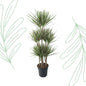 Dracaena Bicolor Carrousel - 150 cm - Forest Plants