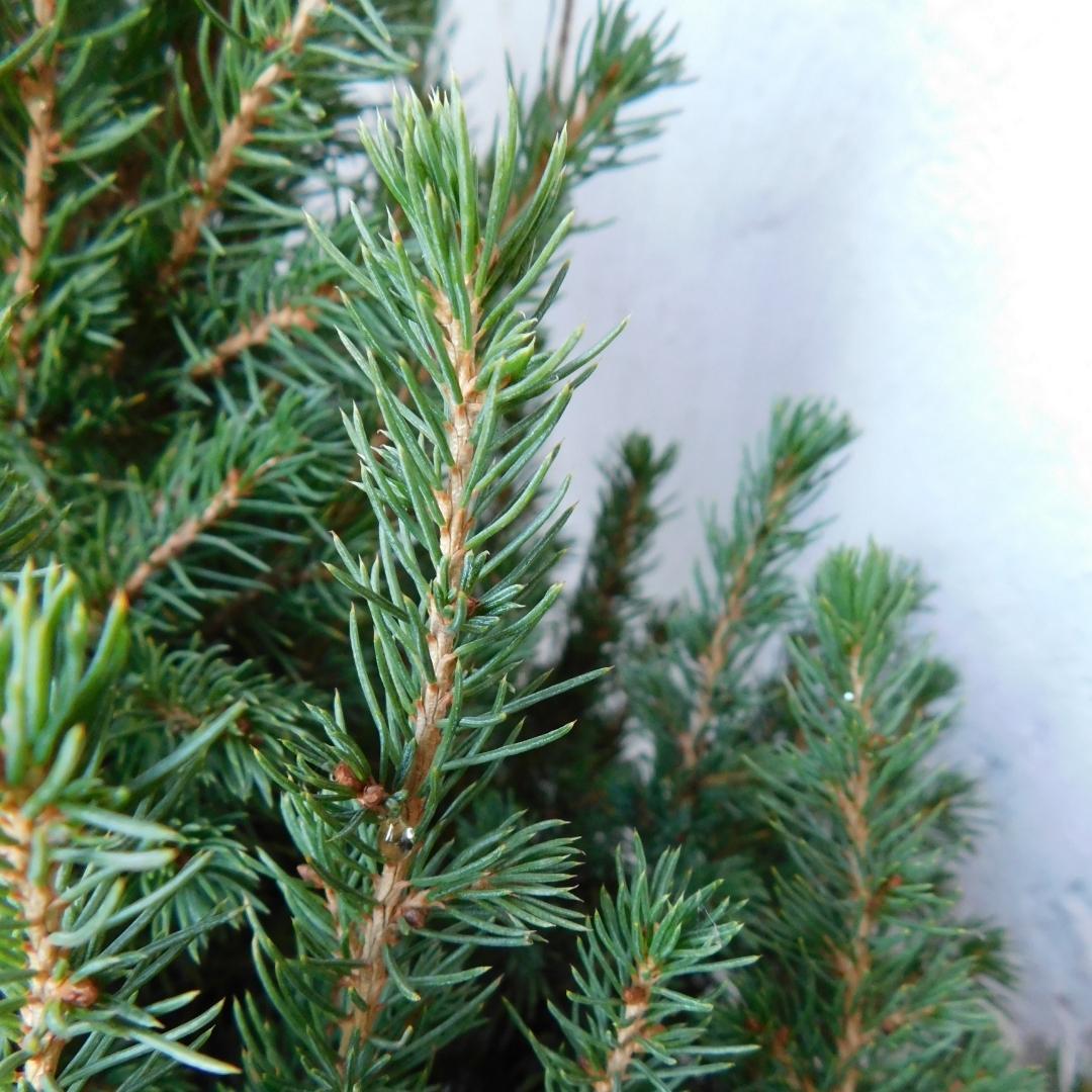 Kleine Kerstboom in pot - Picea glauca Conica - Ø19 cm ↕ 70 cm