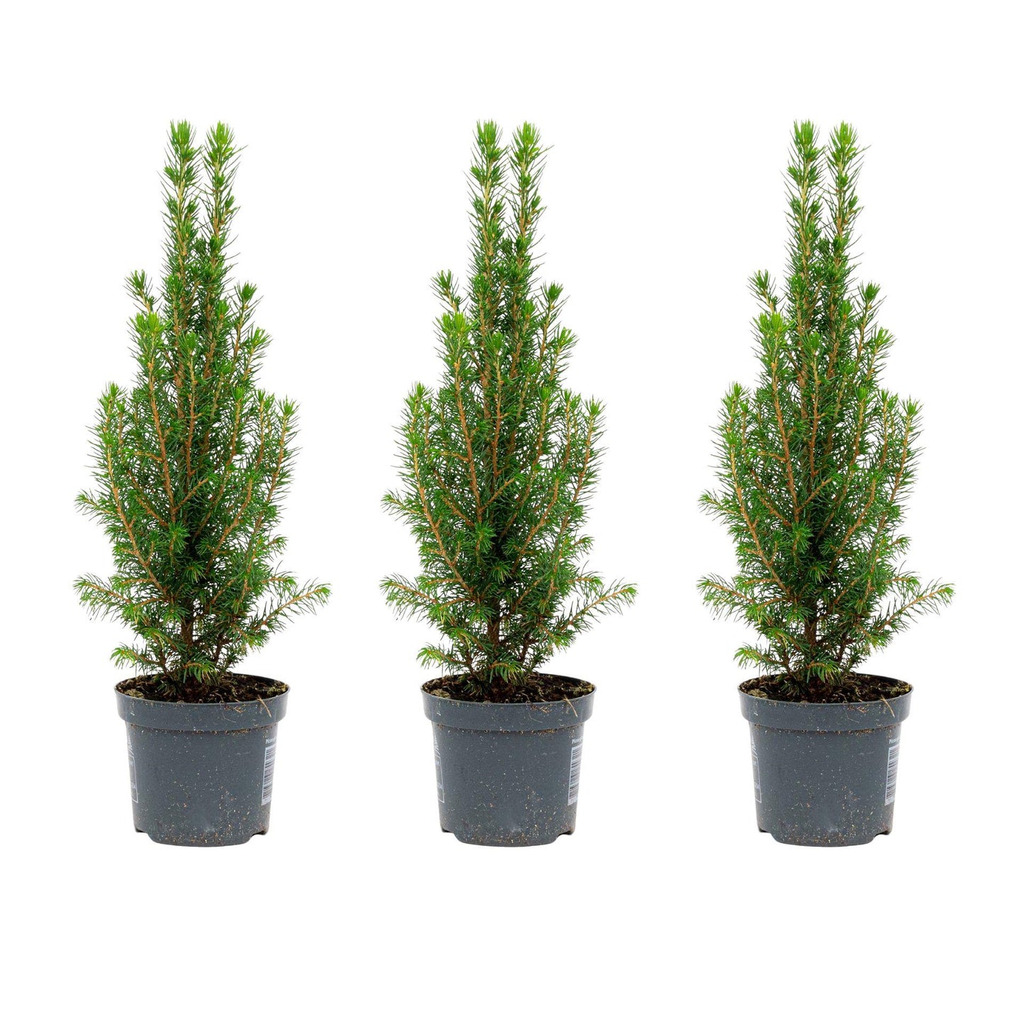 3x Mini-kerstboom - Chamaecyparis - ↕ 25-30 cm