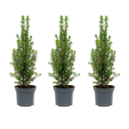 3x Mini-kerstboom - Chamaecyparis - ↕ 25-30 cm