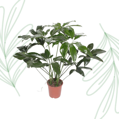 Philodendron Green Wonder - 120 cm - Forest Plants