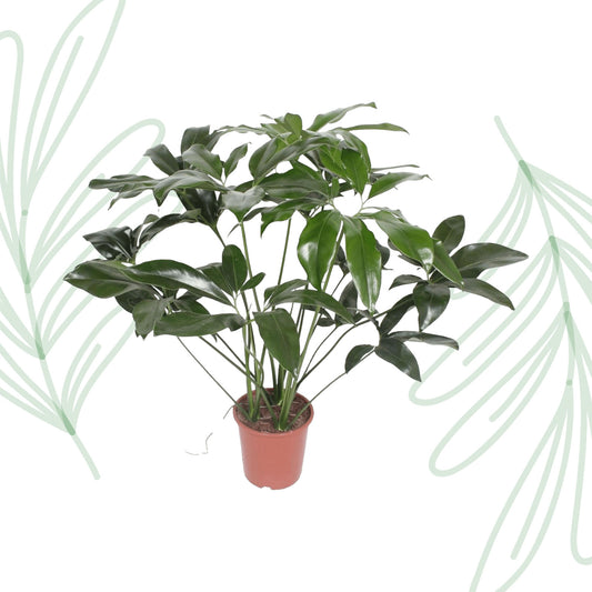 Philodendron Green Wonder - 120 cm - Forest Plants