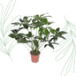 Philodendron Green Wonder - 120 cm - Forest Plants