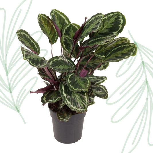 Calathea Medallion - 80 cm