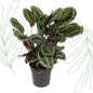 Calathea Medallion - 80 cm