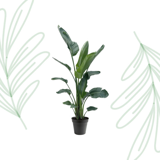 Strelitzia Nicolai XXL - 190-225 cm