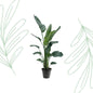 Strelitzia Nicolai XXL - 190-225 cm
