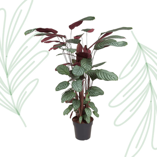 Calathea Oppenheimiana - 130 cm - Forest Plants