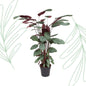 Calathea Oppenheimiana - 130 cm - Forest Plants
