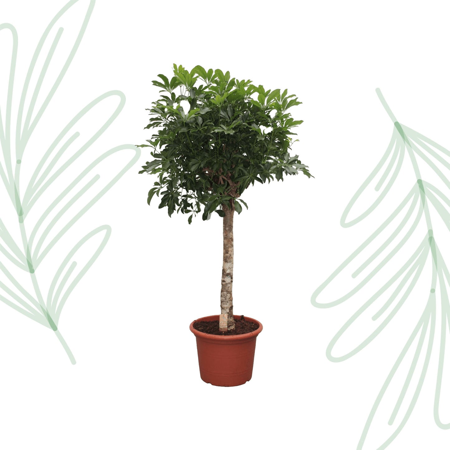 Schefflera Arboricola Compacta boom - 180 cm - Forest Plants