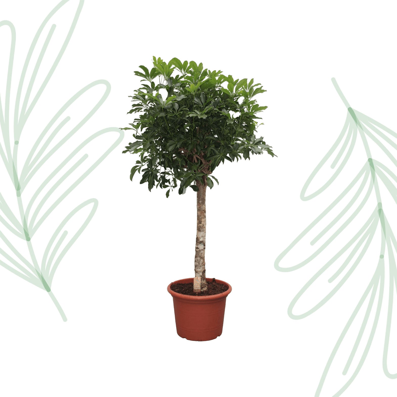 Schefflera Arboricola Compacta boom - 180 cm - Forest Plants