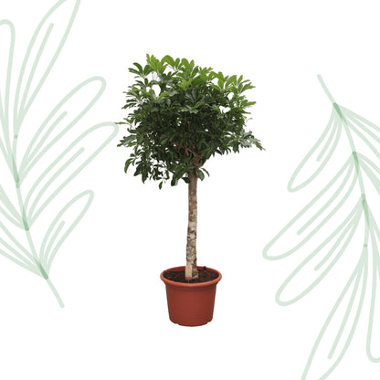 Schefflera Arboricola Compacta boom - 180 cm - Forest Plants