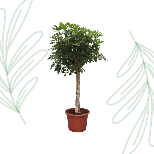 Schefflera Arboricola Compacta boom - 180 cm - Forest Plants