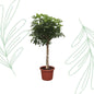 Schefflera Arboricola Compacta boom - 180 cm - Forest Plants