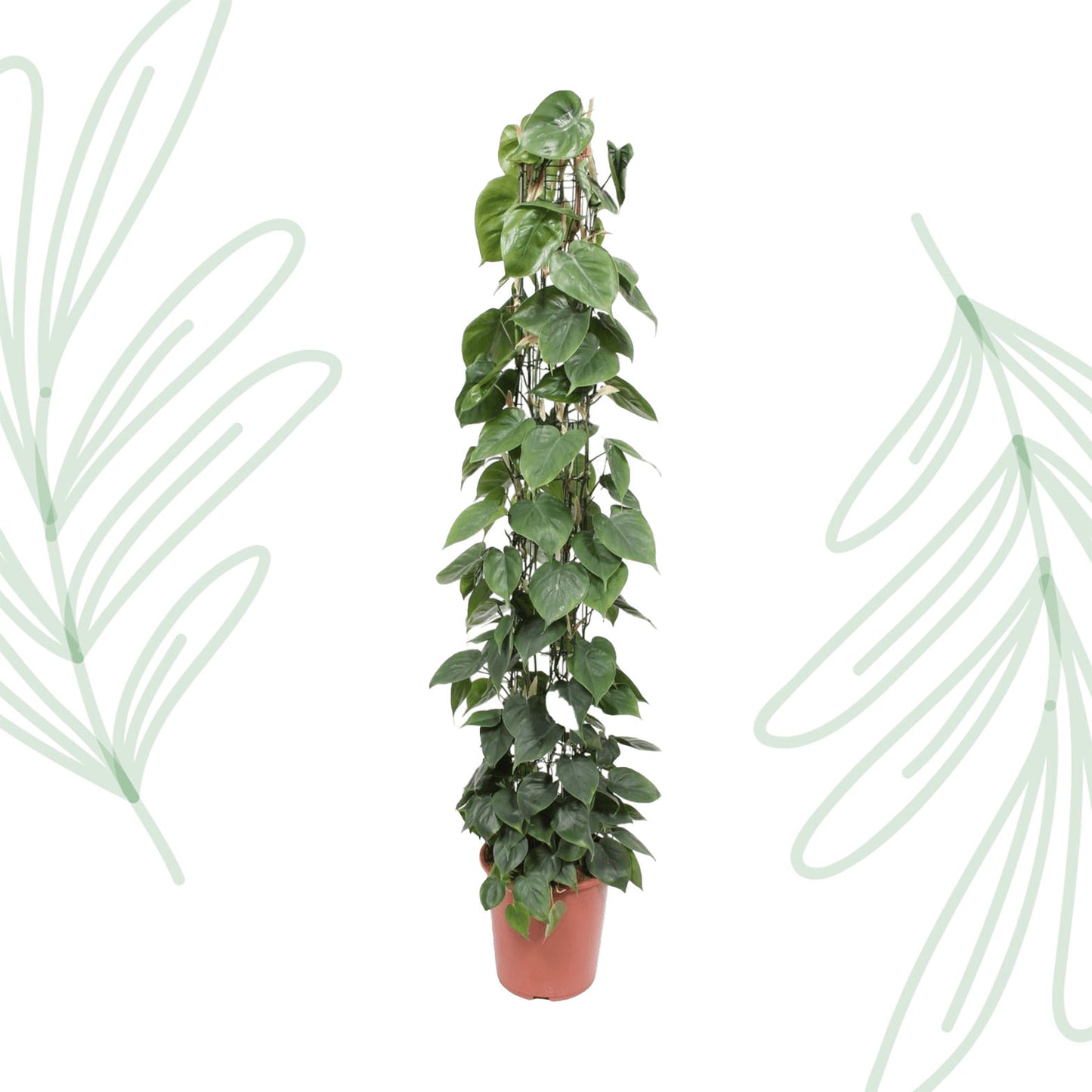 Philodendron Scandens gaasrek - 160 cm - Forest Plants
