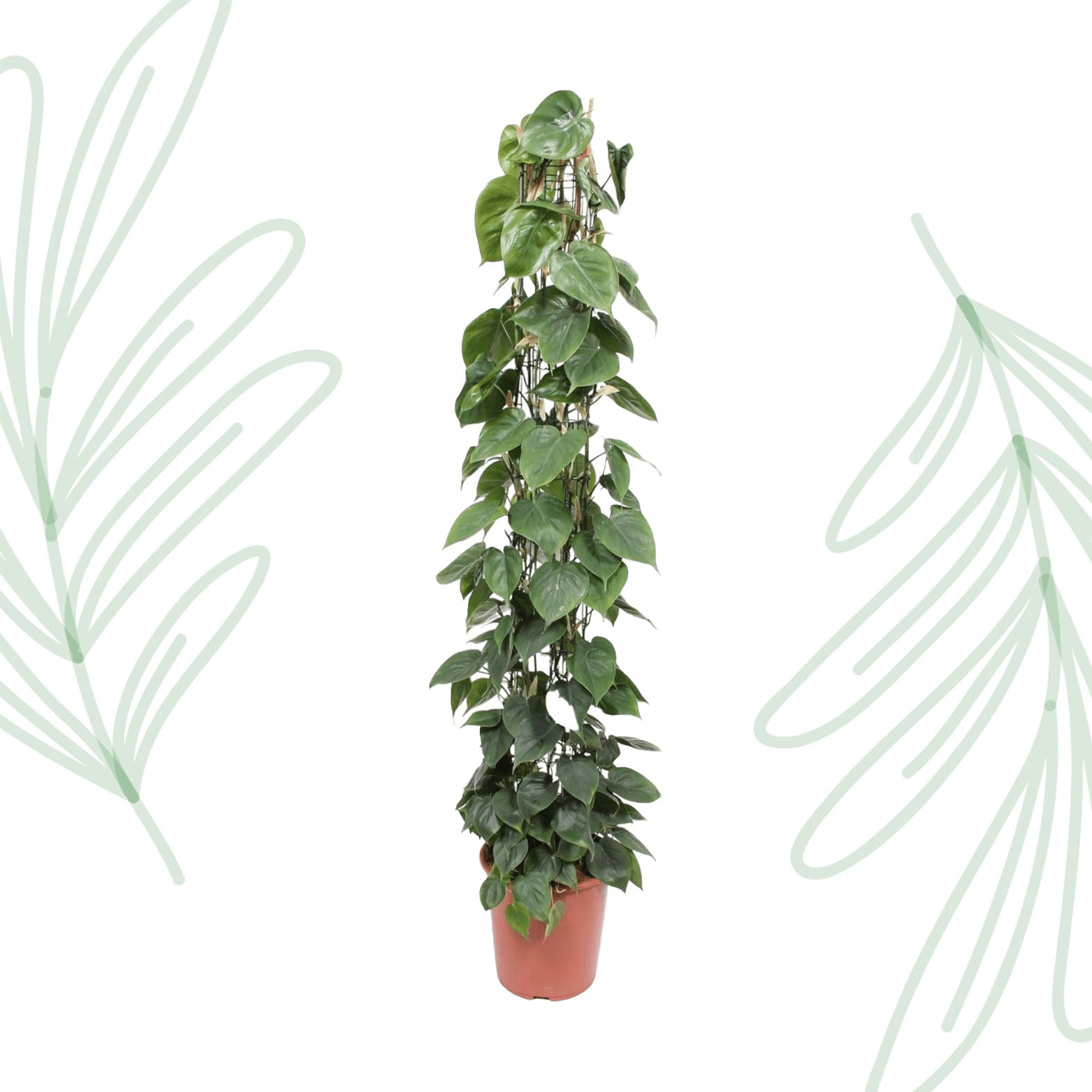 Philodendron Scandens gaasrek - 160 cm - Forest Plants