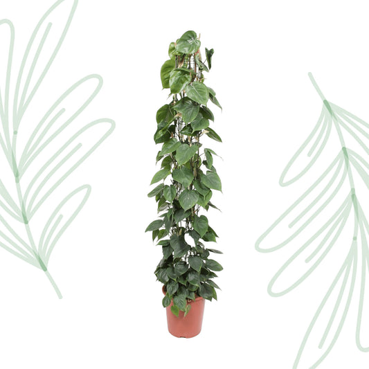 Philodendron Scandens gaasrek - 160 cm - Forest Plants
