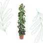 Philodendron Scandens gaasrek - 160 cm - Forest Plants