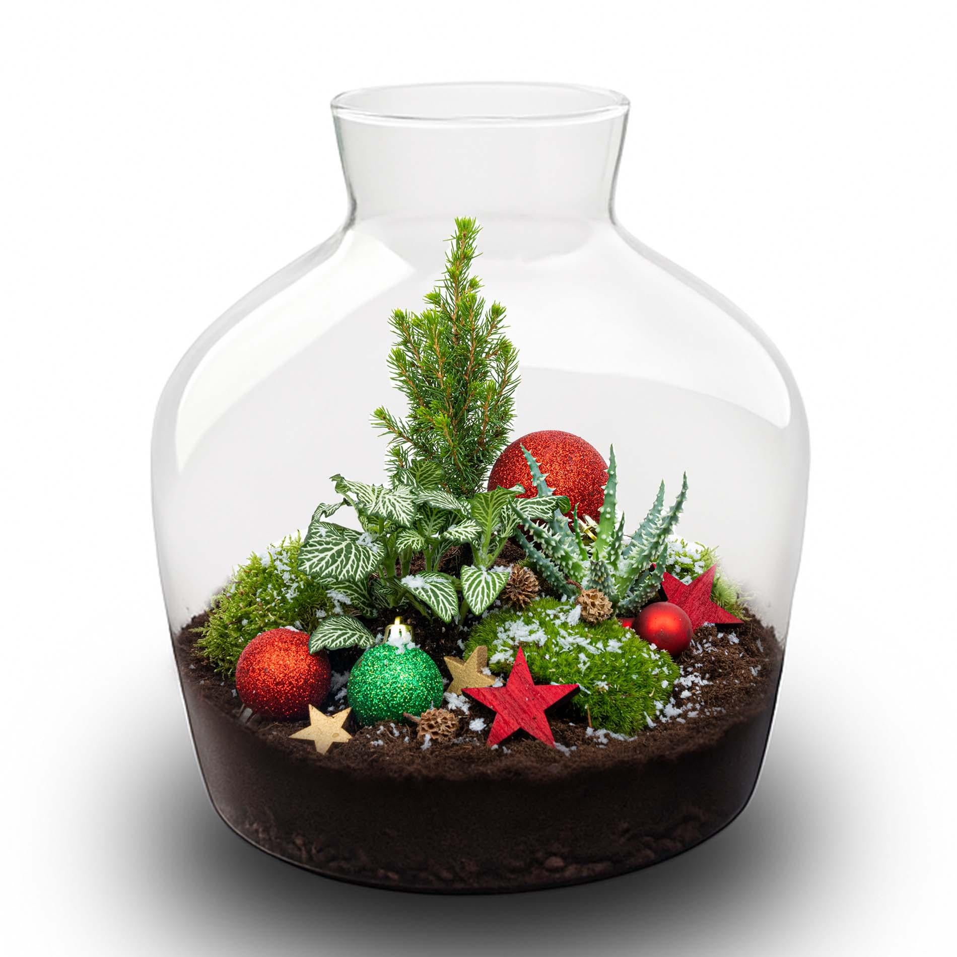 Holly Christmas terrarium - Bottle garden DIY kit - Ø 29 cm ↕ 30 cm