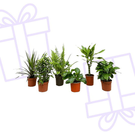 Verrassingsbox - 6 planten - 20-40 cm