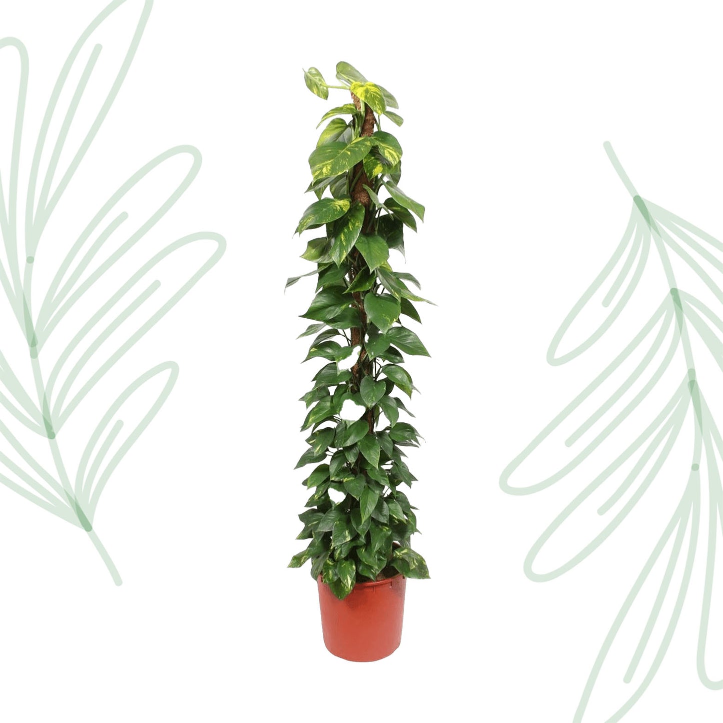 Epipremnum Aureum mosstok - 180 cm - Forest Plants