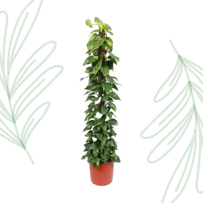 Epipremnum Aureum mosstok - 180 cm - Forest Plants