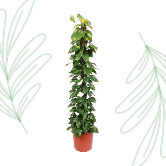Epipremnum Aureum mosstok - 180 cm - Forest Plants