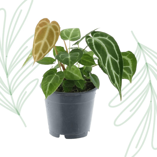 Anthurium Chrystallium - 35 cm