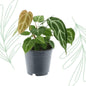 Anthurium Chrystallium - 35 cm