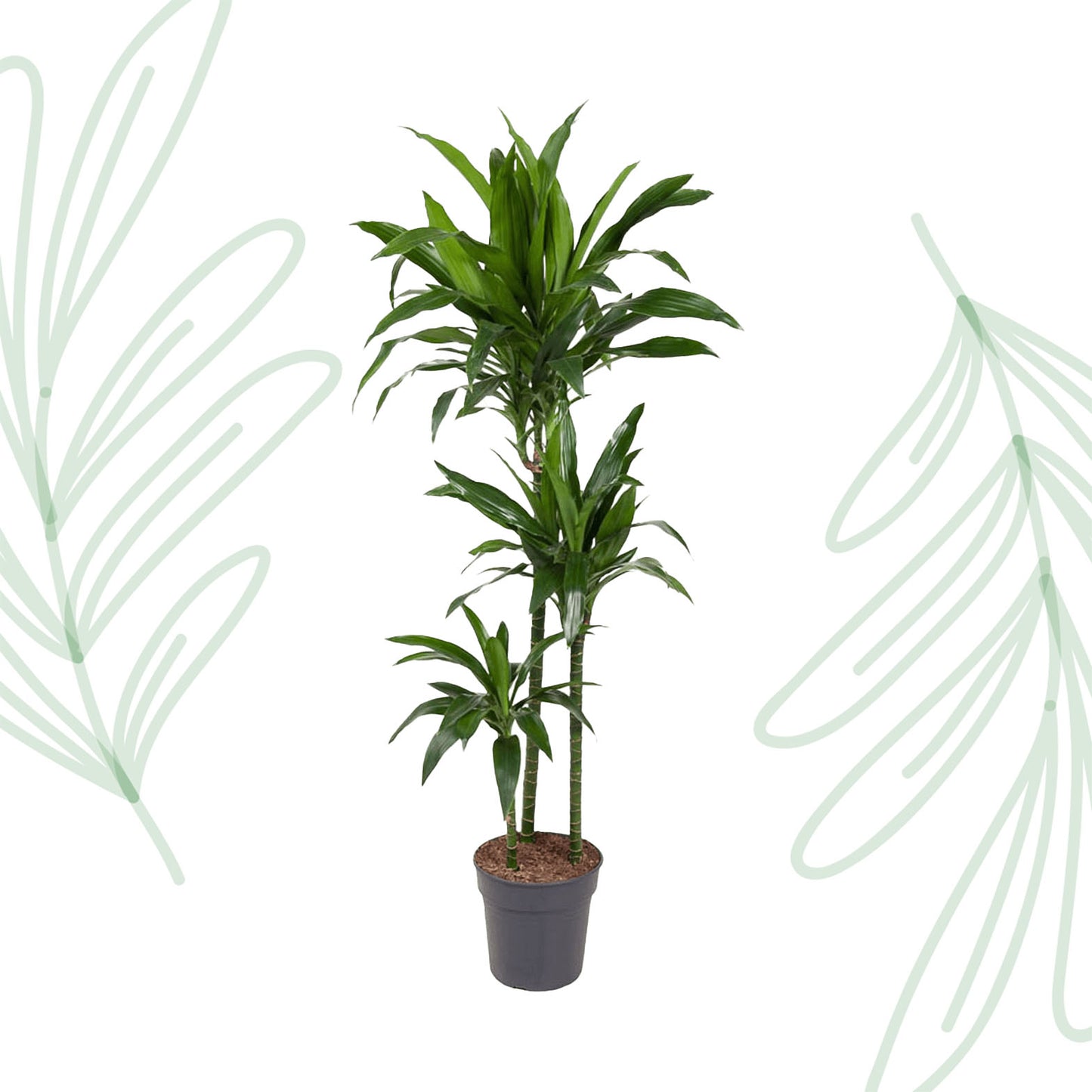 Dracaena Janet Craig - 150 cm - Forest Plants