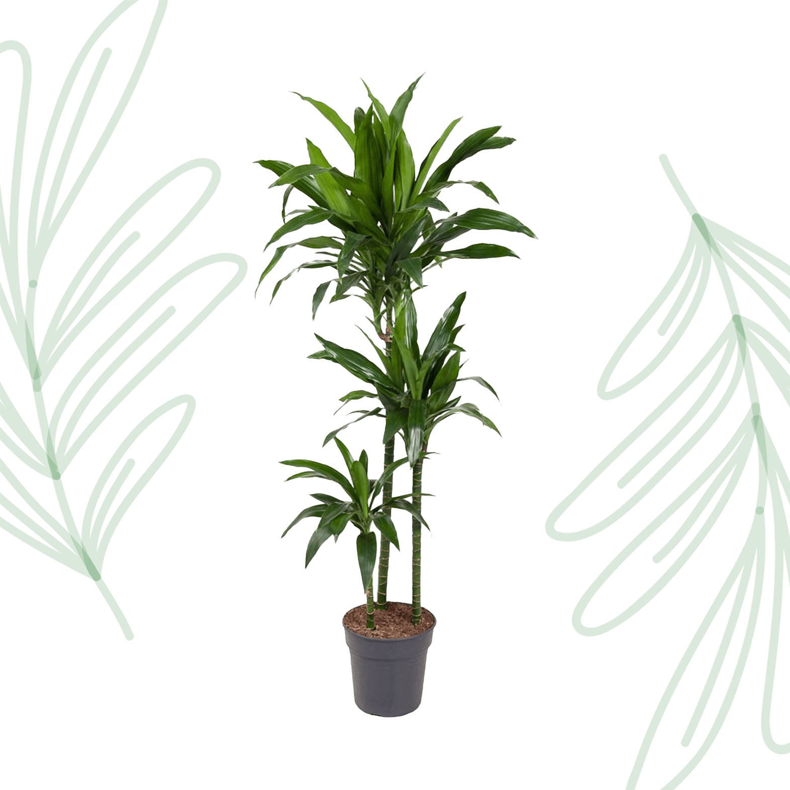 Dracaena Janet Craig - 150 cm - Forest Plants