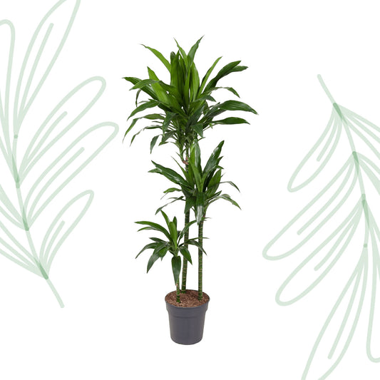 Dracaena Janet Craig - 150 cm - Forest Plants