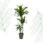 Dracaena Janet Craig - 150 cm - Forest Plants