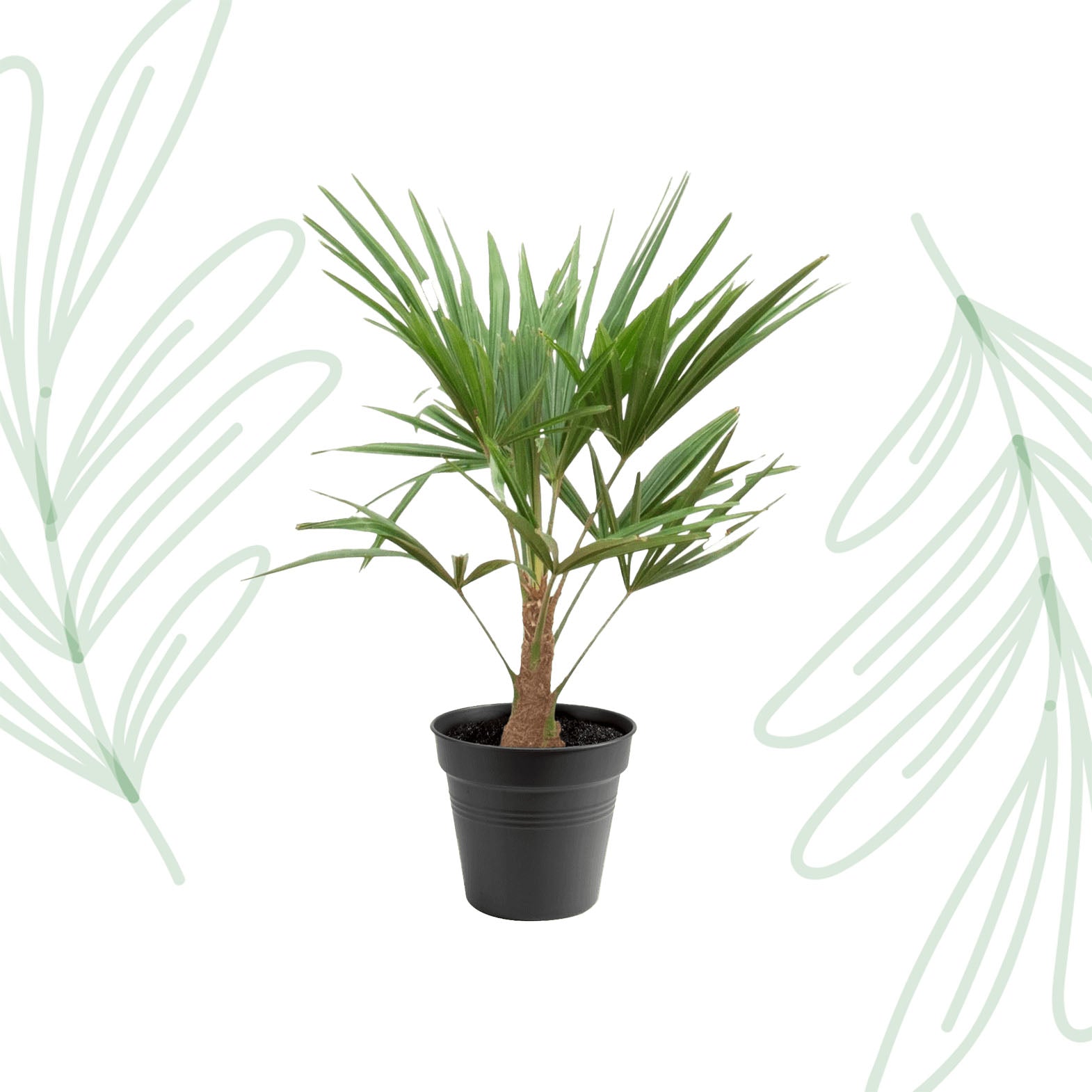 Trachycarpus Fortunei - 90-100cm - Forest Plants