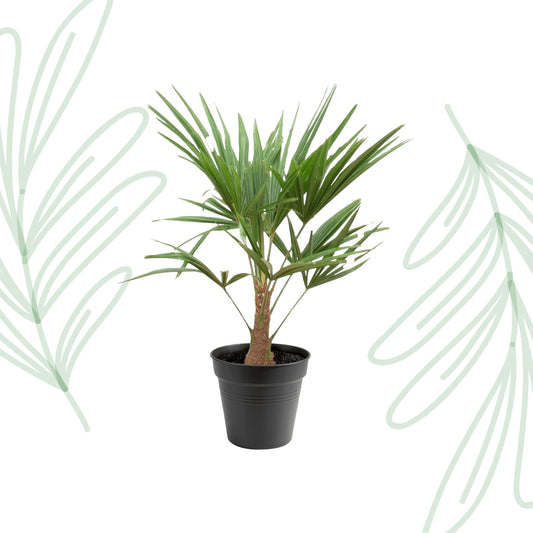 Trachycarpus Fortunei - 90-100cm - Forest Plants
